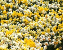 Narcissus 'Harlequin Mix' 9 Narcissus 'Harlequin Mix' -Beauty Flowers Shop narcissus mixed 2
