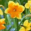 Narcissus 'Mondragon' 2 Narcissus 'Mondragon' -Beauty Flowers Shop narcissus mondragon 2