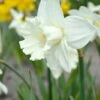Narcissus 'Mount Hood' 2 Narcissus 'Mount Hood' -Beauty Flowers Shop narcissus mount hood 00