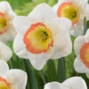 Narcissus 'Night Cap' 2 Narcissus 'Night Cap' -Beauty Flowers Shop narcissus night cap 1