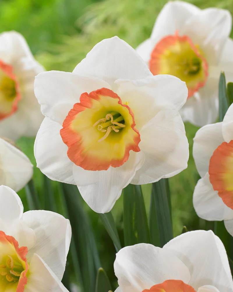 Narcissus 'Night Cap' 3 Narcissus 'Night Cap'