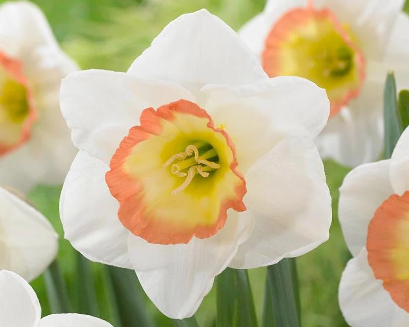 Narcissus 'Night Cap' 4 Narcissus 'Night Cap' - Image 2