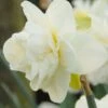 Narcissus 'Obdam' 2 Narcissus 'Obdam' -Beauty Flowers Shop narcissus obdam 1