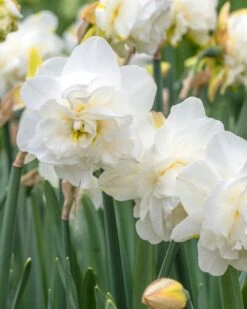Narcissus 'Obdam' -Beauty Flowers Shop narcissus obdam 2