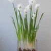 Narcissus Tazetta 'Paperwhite' 1 Narcissus Tazetta 'Paperwhite' -Beauty Flowers Shop narcissus paperwhite 6