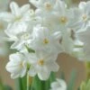 Narcissus Tazetta 'Inbal' 2 Narcissus Tazetta 'Inbal' -Beauty Flowers Shop narcissus paperwhite inbal 4
