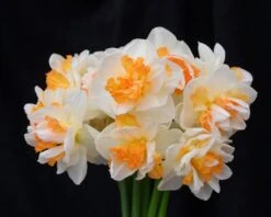 Narcissus 'Peach Prince' 16 Narcissus 'Peach Prince' -Beauty Flowers Shop narcissus peach prince 1