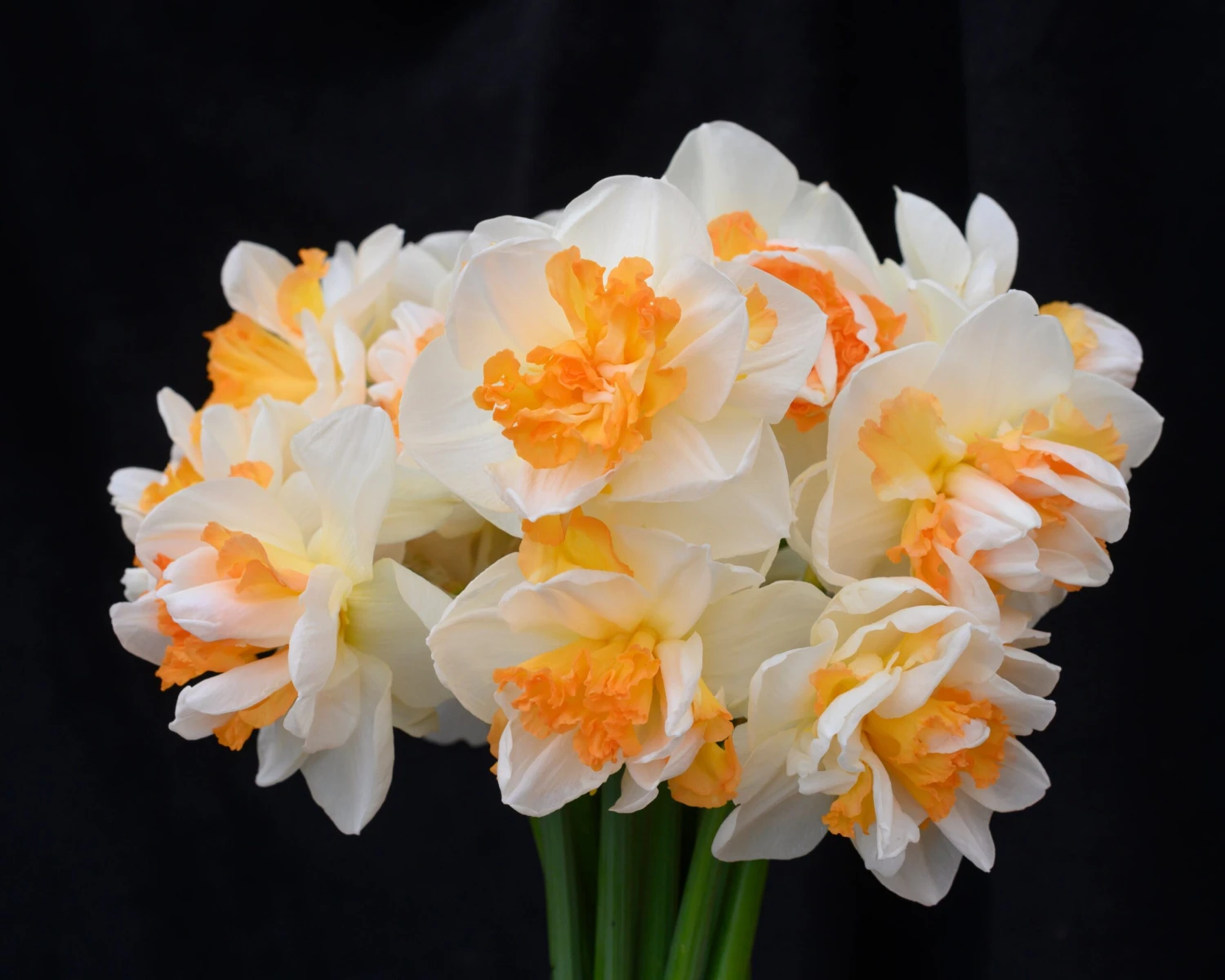 Narcissus 'Peach Prince' 7 Narcissus 'Peach Prince' - Image 5
