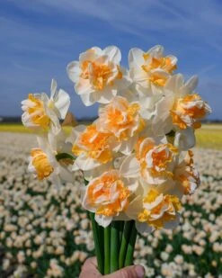 Narcissus 'Peach Prince' 14 Narcissus 'Peach Prince' -Beauty Flowers Shop narcissus peach prince 2