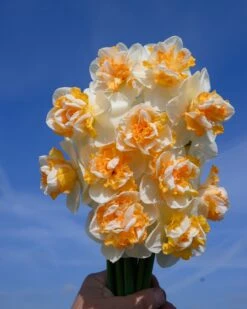 Narcissus 'Peach Prince' 17 Narcissus 'Peach Prince' -Beauty Flowers Shop narcissus peach prince 3