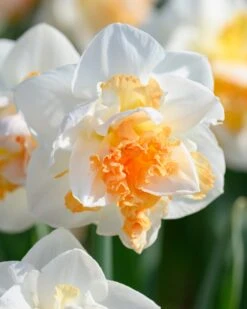 Narcissus 'Peach Prince' 15 Narcissus 'Peach Prince' -Beauty Flowers Shop narcissus peach prince 4