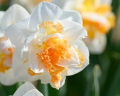 Narcissus 'Peach Prince' 20 Narcissus 'Peach Prince' -Beauty Flowers Shop narcissus peach prince 5