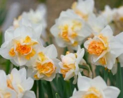 Narcissus 'Peach Prince' 13 Narcissus 'Peach Prince' -Beauty Flowers Shop narcissus peach prince 6