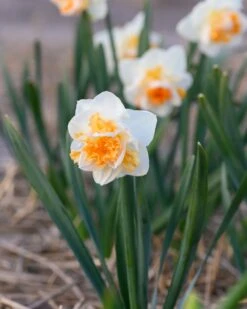 Narcissus 'Peach Prince' 18 Narcissus 'Peach Prince' -Beauty Flowers Shop narcissus peach prince 7