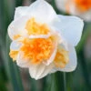 Narcissus 'Peach Prince' 2 Narcissus 'Peach Prince' -Beauty Flowers Shop narcissus peach prince 7 9d2f7e4b a523 4e34 8e2d 6e3ea4886a4e