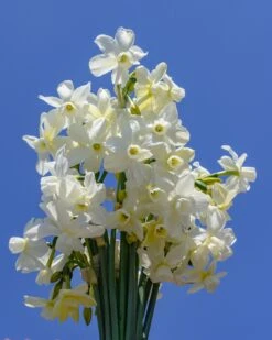 Narcissus 'Petrel' 20 Narcissus 'Petrel' -Beauty Flowers Shop narcissus petrel 1