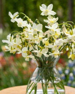 Narcissus 'Petrel' 17 Narcissus 'Petrel' -Beauty Flowers Shop narcissus petrel 10