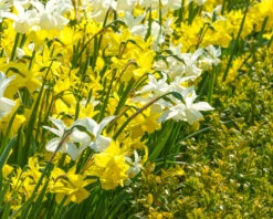 Narcissus 'Petrel' 18 Narcissus 'Petrel' -Beauty Flowers Shop narcissus petrel 11
