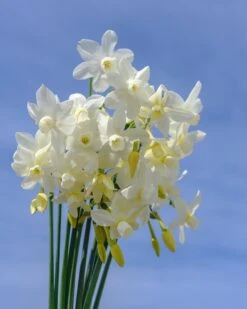 Narcissus 'Petrel' 15 Narcissus 'Petrel' -Beauty Flowers Shop narcissus petrel 2