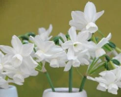 Narcissus 'Petrel' 16 Narcissus 'Petrel' -Beauty Flowers Shop narcissus petrel 3
