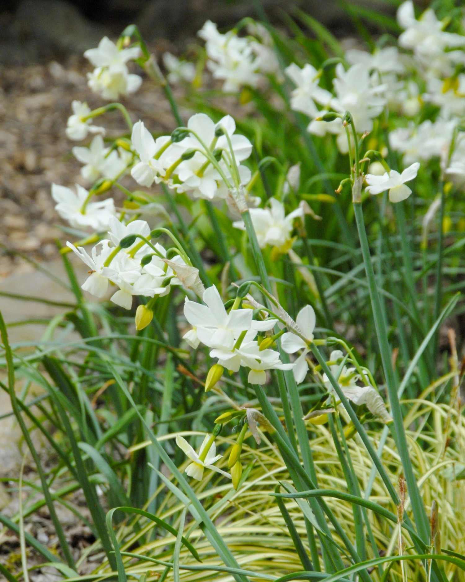 Narcissus 'Petrel' 4 Narcissus 'Petrel' - Image 2