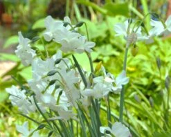 Narcissus 'Petrel' 21 Narcissus 'Petrel' -Beauty Flowers Shop narcissus petrel 5