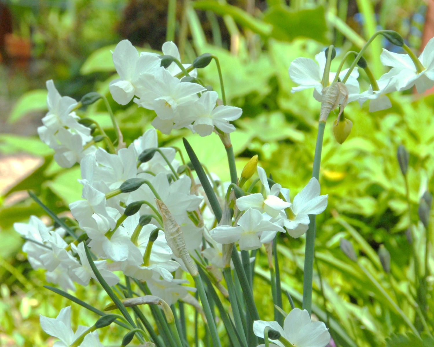 Narcissus 'Petrel' 11 Narcissus 'Petrel' - Image 9
