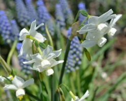 Narcissus 'Petrel' 22 Narcissus 'Petrel' -Beauty Flowers Shop narcissus petrel 6