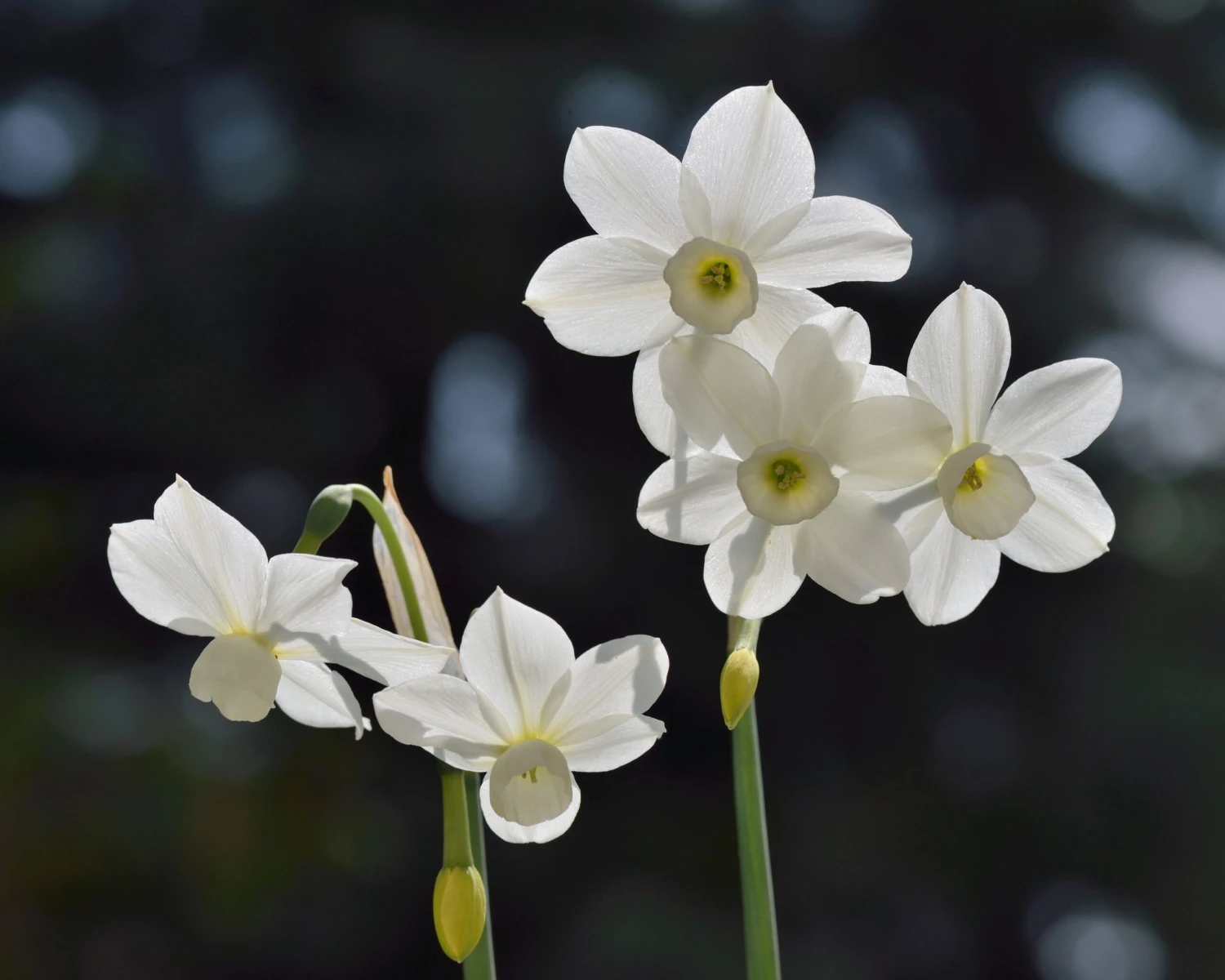 Narcissus 'Petrel' 9 Narcissus 'Petrel' - Image 7