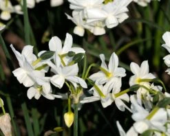 Narcissus 'Petrel' 23 Narcissus 'Petrel' -Beauty Flowers Shop narcissus petrel 8