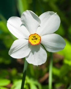 Narcissus 'Pheasant's Eye' -Beauty Flowers Shop narcissus phaesant s eye 1