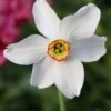 Narcissus 'Pheasant's Eye' 2 Narcissus 'Pheasant's Eye' -Beauty Flowers Shop narcissus phaesants eye 0