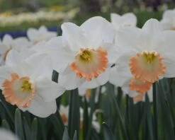 Narcissus 'Pink Charm' 14 Narcissus 'Pink Charm' -Beauty Flowers Shop narcissus pink charm 1