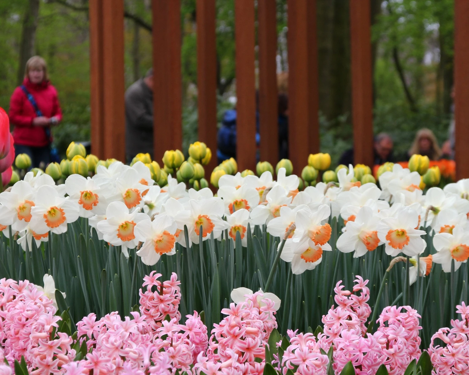 Narcissus 'Pink Charm' 4 Narcissus 'Pink Charm' - Image 2