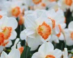 Narcissus 'Pink Charm' 16 Narcissus 'Pink Charm' -Beauty Flowers Shop narcissus pink charm 3