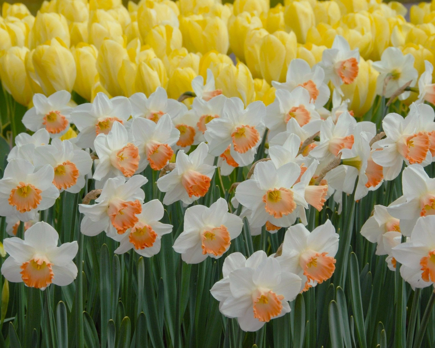 Narcissus 'Pink Charm' 9 Narcissus 'Pink Charm' - Image 7