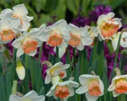 Narcissus 'Pink Charm' 20 Narcissus 'Pink Charm' -Beauty Flowers Shop narcissus pink charm 5