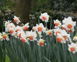 Narcissus 'Pink Charm' 17 Narcissus 'Pink Charm' -Beauty Flowers Shop narcissus pink charm 6