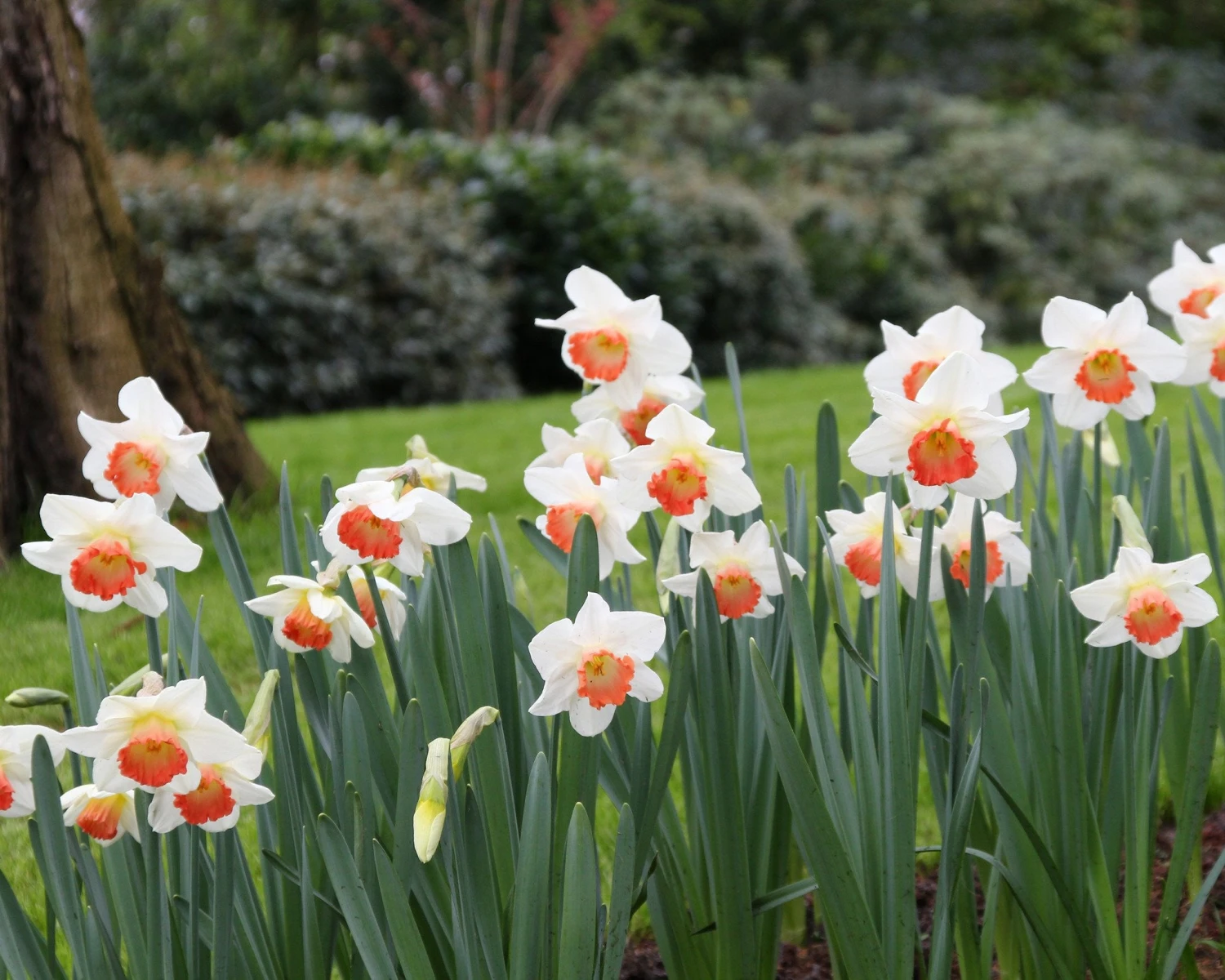Narcissus 'Pink Charm' 6 Narcissus 'Pink Charm' - Image 4