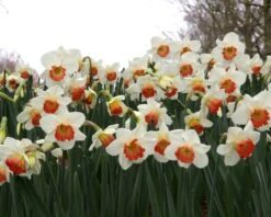 Narcissus 'Pink Charm' 19 Narcissus 'Pink Charm' -Beauty Flowers Shop narcissus pink charm 8