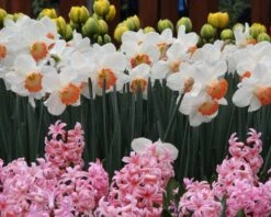 Narcissus 'Pink Charm' 21 Narcissus 'Pink Charm' -Beauty Flowers Shop narcissus pink charm 9