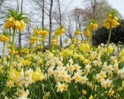 Narcissus 'Pipit' -Beauty Flowers Shop narcissus pipit 1