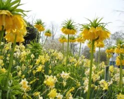 Narcissus 'Pipit' -Beauty Flowers Shop narcissus pipit 2