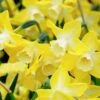 Narcissus 'Pipit' 2 Narcissus 'Pipit' -Beauty Flowers Shop narcissus pipit 4
