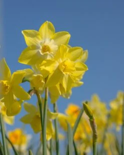 Narcissus 'Pipit' -Beauty Flowers Shop narcissus pipit 6