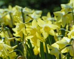 Narcissus 'Pipit' -Beauty Flowers Shop narcissus pipit 7
