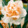 Narcissus 'Replete' 2 Narcissus 'Replete' -Beauty Flowers Shop narcissus replete 0