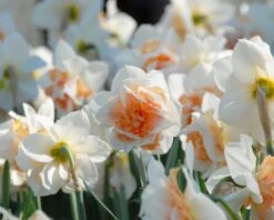 Narcissus 'Replete' 9 Narcissus 'Replete' -Beauty Flowers Shop narcissus replete 1