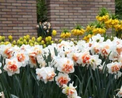 Narcissus 'Replete' 10 Narcissus 'Replete' -Beauty Flowers Shop narcissus replete 10