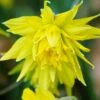 Narcissus 'Rip Van Winkle' 2 Narcissus 'Rip Van Winkle' -Beauty Flowers Shop narcissus rip van winkle 1